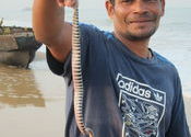 sea snake by Sama.  Tags: Candolim, Goa, sea, Snake.
