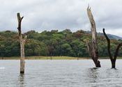 Periyar by amitmalekar.  Tags: Kerala, Thekkady, Periyar National Park and Wildlife Sanctuary.