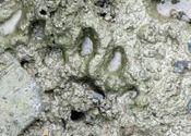 tiger pugmarks by damnit2012.  Tags: West Bengal, tiger, Sunderbans.