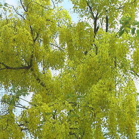 Spring in Kolkata: Spring in Kolkata Spring in Kolkata: Spring in Kolkata