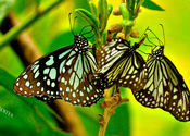 Butterflies at Kumarakom Bird Sanctuary  by TravellingSlacker.  Tags: Kumarakom, Kerala, kumarakom bird sanctuary, birds.