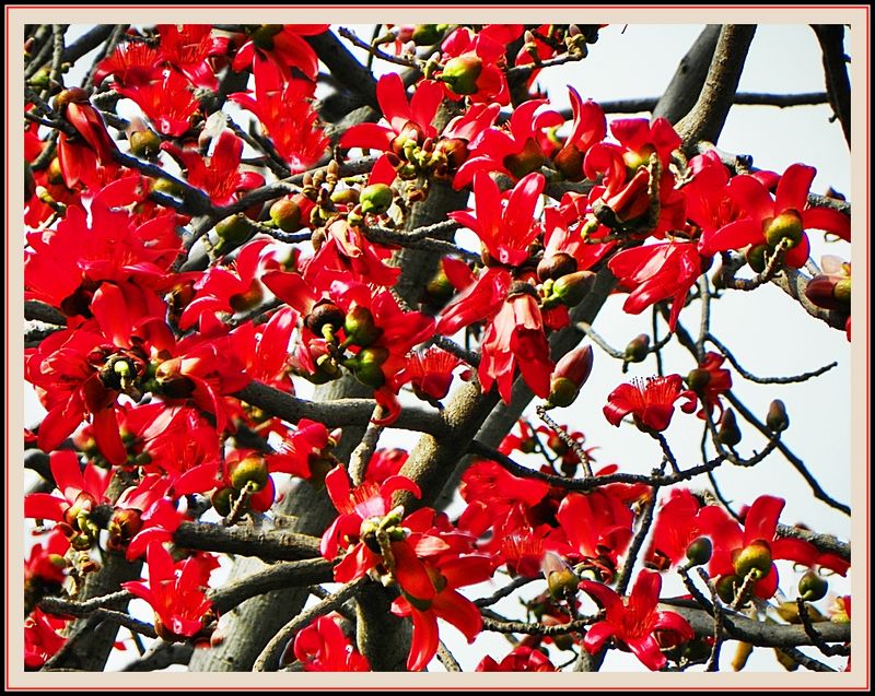 Red Silk Cotton Tree Simul / Kapok India Travel Forum
