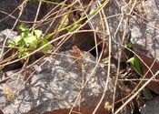 Kakiriguma Lizard by theyyamdancer.  Tags: Odisha, kakiriguma.