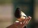 Feeding Sariska's Treepies