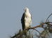 An eagle
