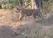 Tiger at Bandhavgarh by SydneyKate.  Tags: Bandhavgarh, Madhya Pradesh, tiger.