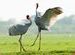 Sarus Dance