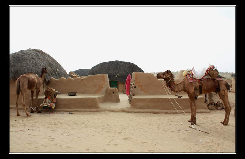 House and Camels India Travel Forum