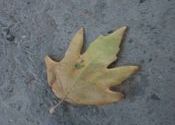 A chinar leaf by Chandranath.  Tags: Jammu and Kashmir, Kashmir.