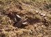 Monitor lizard