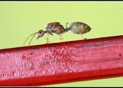 Macro by Debasish Ghosh.  Tags: Kerala, Kochi, macro.