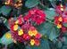 Flowers_in_Peace_Park_Mt_Abu
