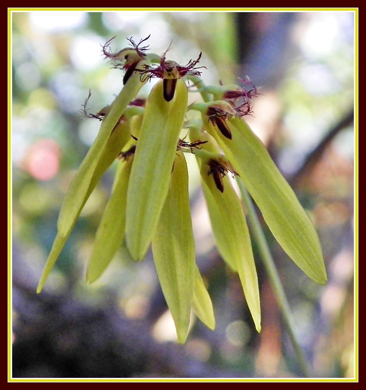 Umbrella Orchid Wild orchid Bulbophyllum fimbriatum India Travel Forum
