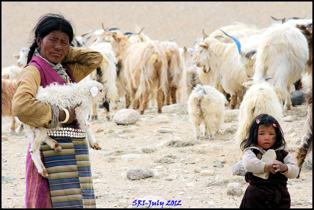 Tsomoriri- Land of Nomads Tsomoriri- Land of Nomads