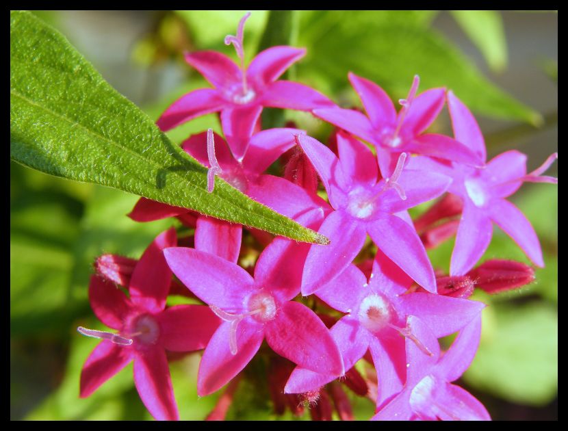 Wellington Flowers India Travel Forum