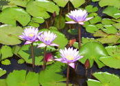 Lotus by Dipanjan.  Tags: Saputara, Gujarat, Landscapes.