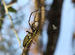 Nephela Spider