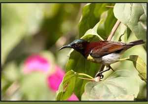 Purple rumped sunbird