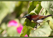 Purple rumped sunbird by Calcuttan.  Tags: West Bengal, Piyali Island, kella, Sunderbans.