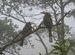 Grey Hornbills