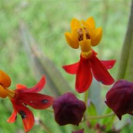 Asclepias wildflower @ Periyar Sanctuary: Asclepias wildflower @ Periyar Sanctuary