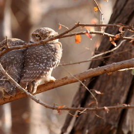 Spotted Owlets: Spotted Owlets Spotted Owlets: Spotted Owlets