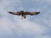 Eagle catch a fish