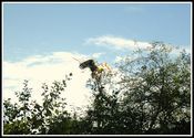 The Flight Just Landed by aarosh.  Tags: Bharatpur, Rajasthan, Keoladeo National Park, birds.