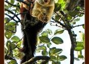 Hello From Minky The Giant Squirrel by snonymous.  Tags: Maharashtra, Mahabaleshwar, western ghats, indian giant squirrel, lodwick point, giant squirrel, Wildlife Sanctuaries and National Parks, Ratufa Indica, squirrel.