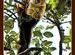 Wildlife - Indian Giant Squirrel - Ratufa Indica