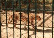 leopard by Apoo Roaming.  Tags: Uttarakhand, Almora.