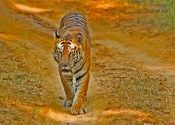 Taking on the hulk head-on by Shivaram1970.  Tags: Madhya Pradesh, Bandhavgarh.