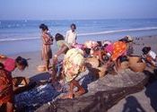 Benaulim beach 1990 by Serena.  Tags: Benaulim, Goa, Benaulim Beach, beach.