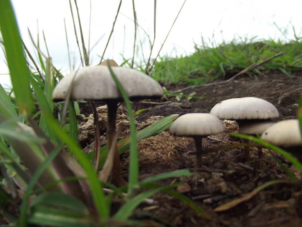 Mushroom - India Travel Forum | IndiaMike.com