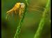Dragonfly at Mahim Nature Park