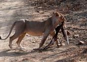 stolen kill by Shivaram1970.  Tags: Gujarat, Gir Forest National Park.