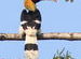 Great Indian Hornbill