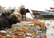 On the banks of the River Ganges, Varanasi by happysnapper999.  Tags: Varanasi, Uttar Pradesh, river.