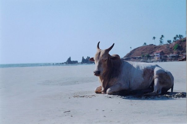 Arambol Beach Bull Arambol Beach Bull