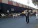 Goat crossing!
