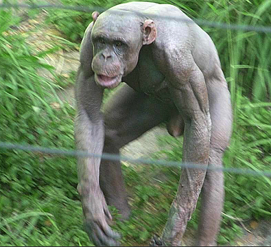 Freaky Hairless Chimp - Mysore Zoo - India Travel Forum | IndiaMike.com