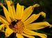 Bee on Duty....