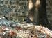 Langurs in Papanasam, Tirunelveli