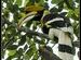 Great Pied Hornbill - Valparai