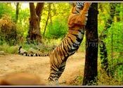 Stretc..........h by tobindavid.  Tags: Rajasthan, Ranthambore.