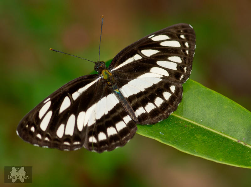 Common Sailor Butterfly Common Sailor Butterfly