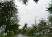 Rain Rain .... by aditya_j.  Tags: West Bengal, Siliguri.
