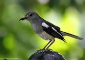 Oriental Magpie Robin (Female) by Ananda Banerjee.  Tags: West Bengal, Kolkata.