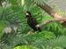 Asian Pied Starling.