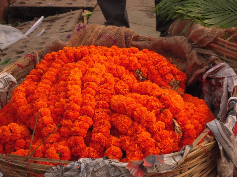 Puja Flowers - India Travel Forum | IndiaMike.com